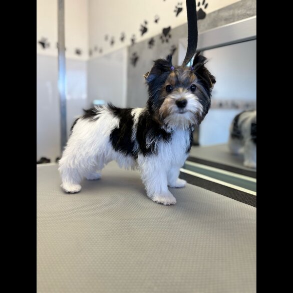 Biewer Terrier - Both