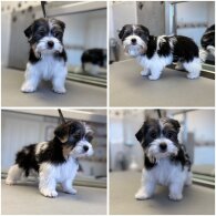 Biewer Terrier - Both