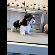 Biewer Terrier - Both
