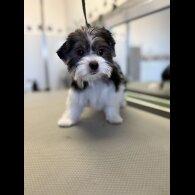Biewer Terrier - Both