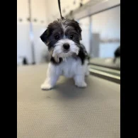 Biewer Terrier - Both