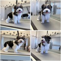 Biewer Terrier - Both