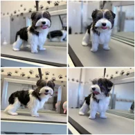 Biewer Terrier - Both