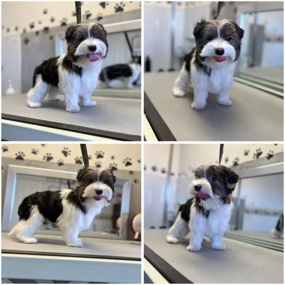 Biewer Terrier - Both