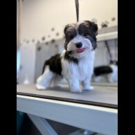 Biewer Terrier - Both