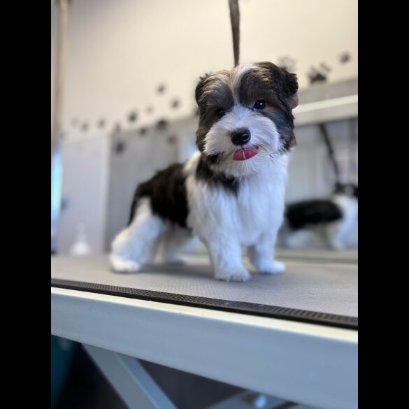 Biewer Terrier - Both