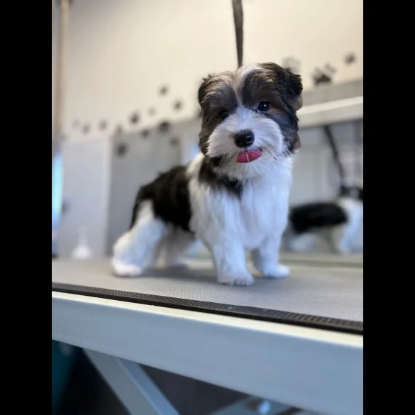 Biewer Terrier - Both
