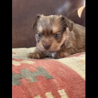 Chihuahua - Both