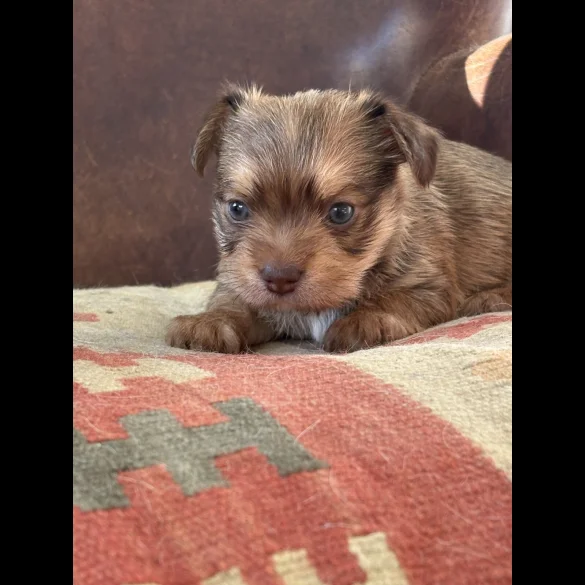 Chihuahua - Both