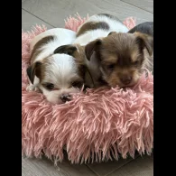 Chihuahua - Both