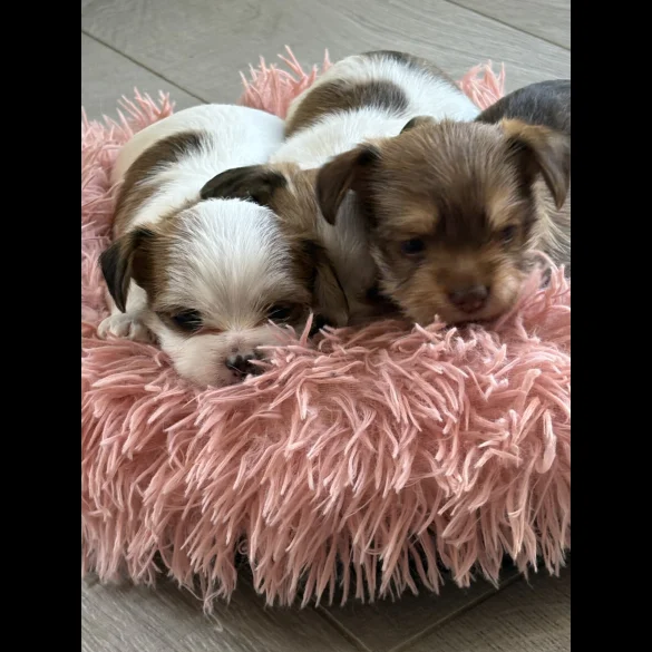 Chihuahua - Both