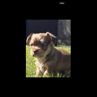 Chihuahua - Both