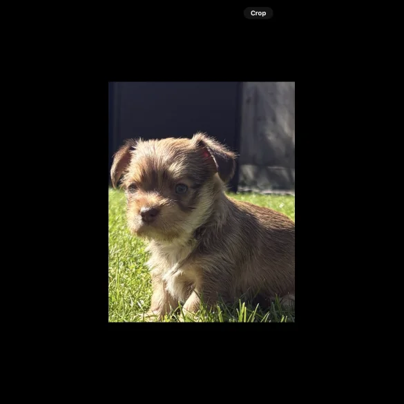 Chihuahua - Both