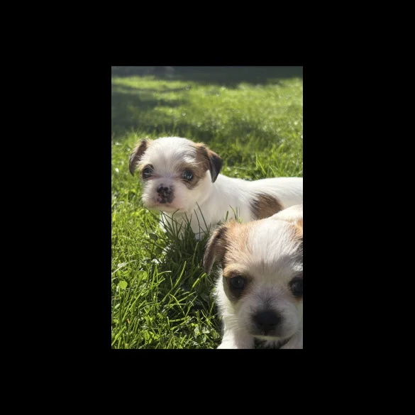 Chihuahua - Both