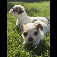 Chihuahua - Both