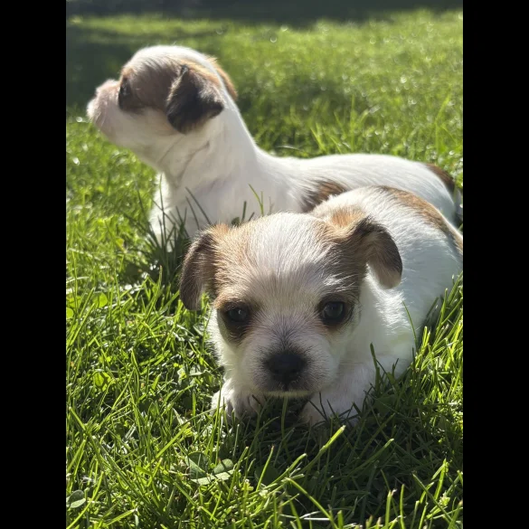 Chihuahua - Both