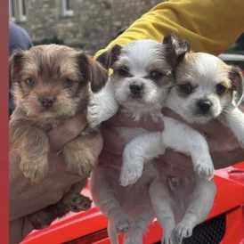 Chihuahua - Both
