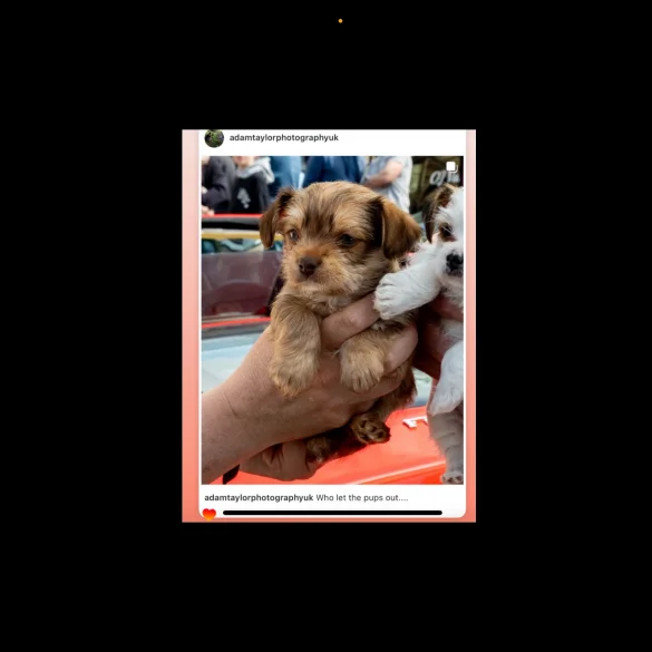 Chihuahua - Both