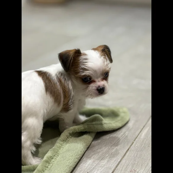 Chihuahua - Both