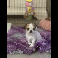 Chihuahua - Both