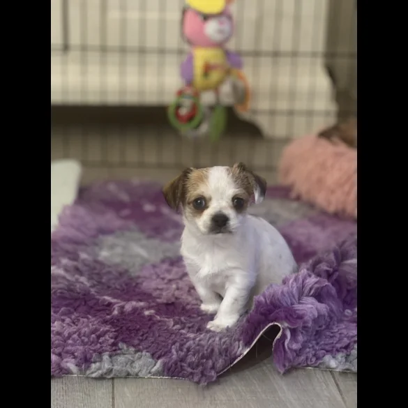 Chihuahua - Both
