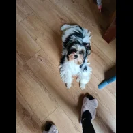 Biewer Terrier - Bitches