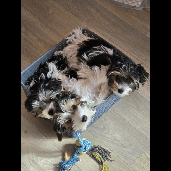 Biewer Terrier - Both