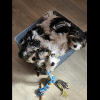 Biewer Terrier - Both