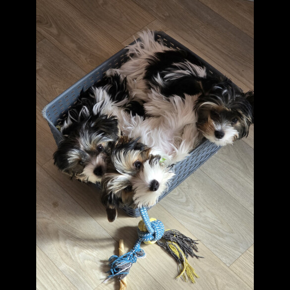 Biewer Terrier - Both