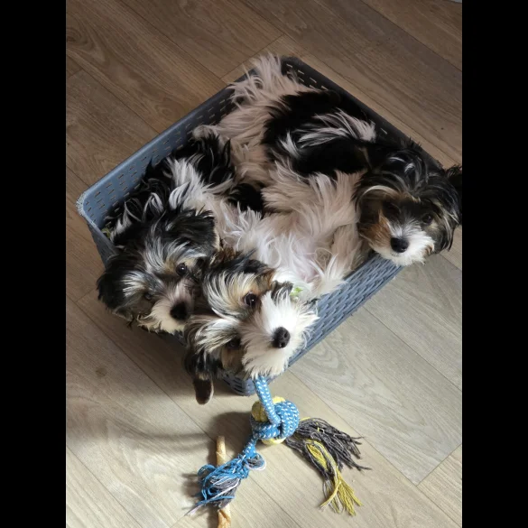 Biewer Terrier - Both