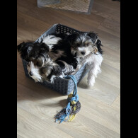 Biewer Terrier - Both