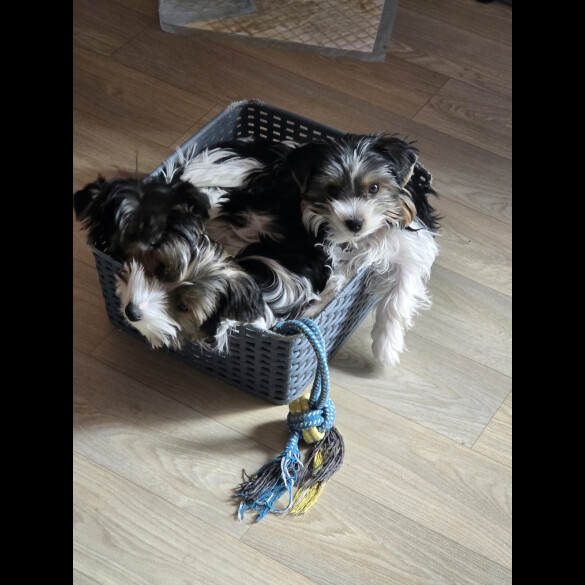 Biewer Terrier - Both