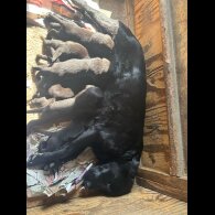 Labrador Retriever - Dogs