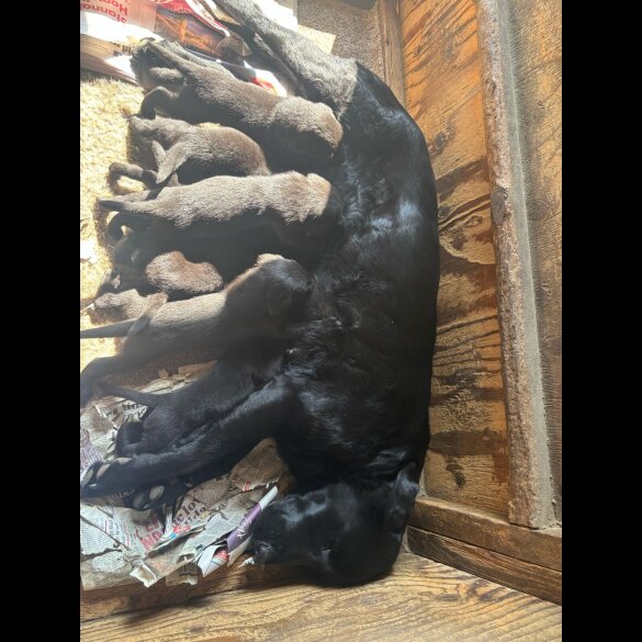 Labrador Retriever - Dogs