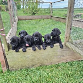 Labrador Retriever - Dogs