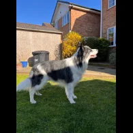 Border Collie