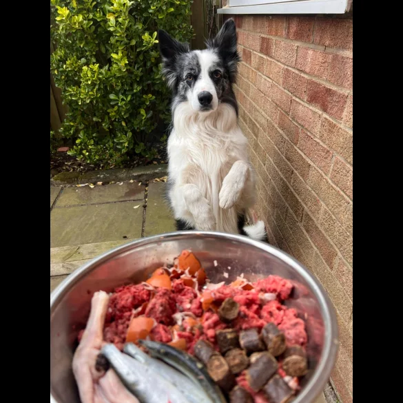 Border Collie