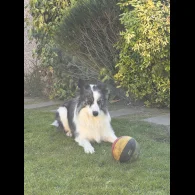 Border Collie