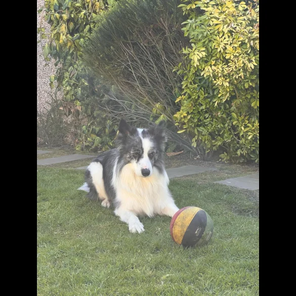 Border Collie