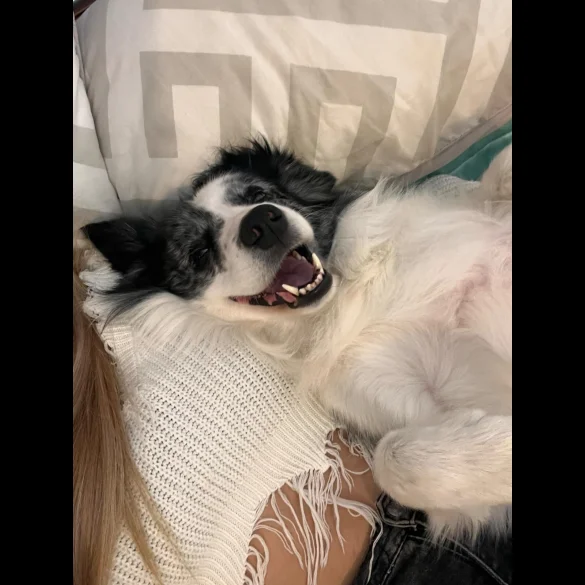 Border Collie