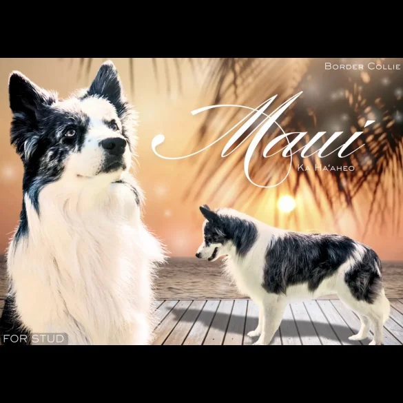 Border Collie