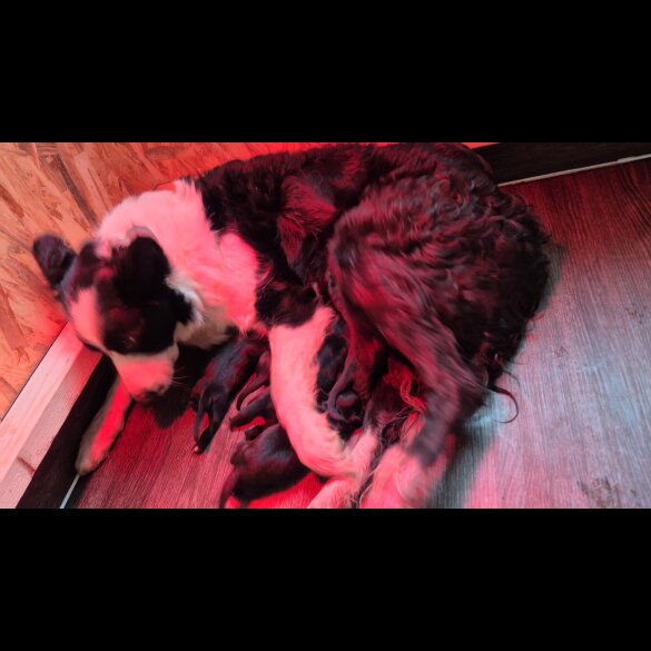 Border Collie - Both