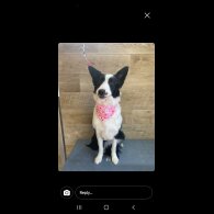 Border Collie - Both