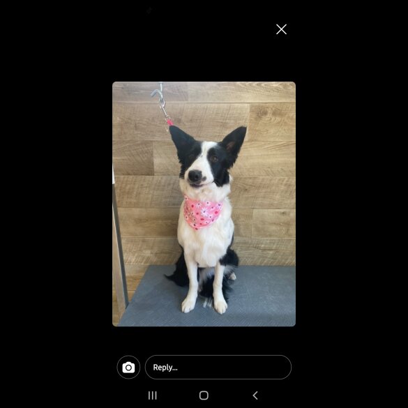 Border Collie - Both