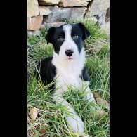 Border Collie - Dogs