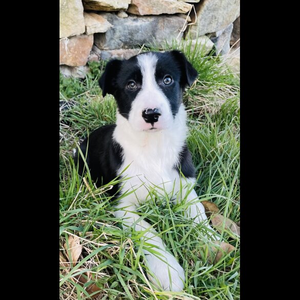 Border Collie - Dogs
