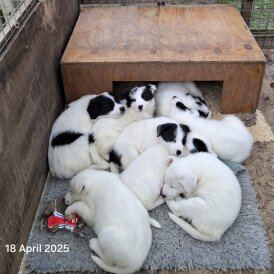 Border Collie - Both