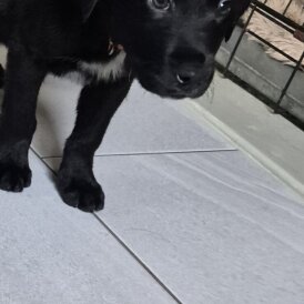 Border Collie - Both