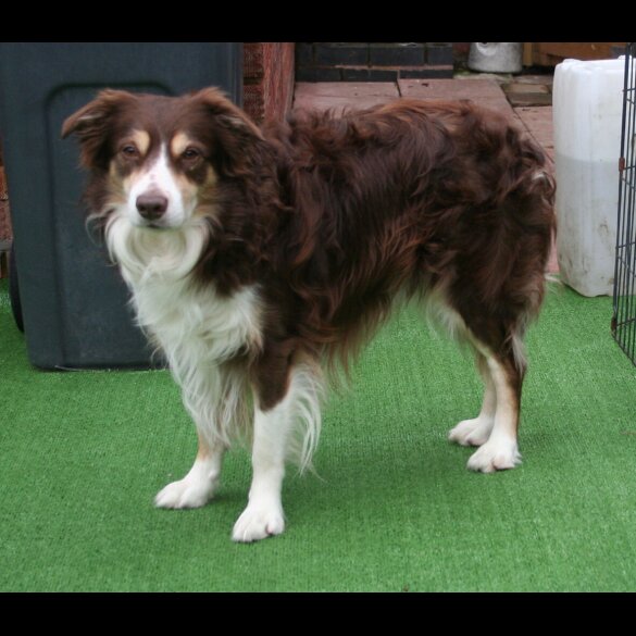 Border Collie