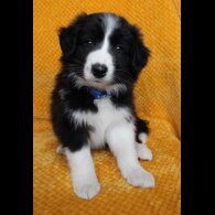 Border Collie - Both